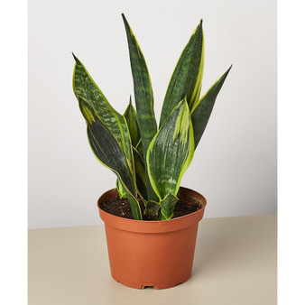 Snake 'Gold Flame' Live Plant, 6" Pot