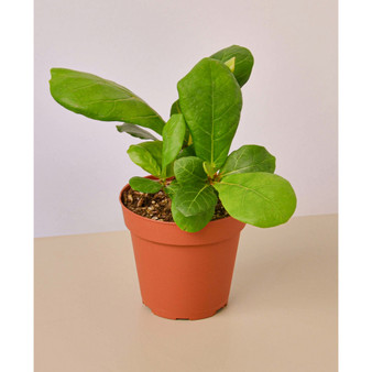 Fiddle Leaf Fig Ficus Lyrata Live Plant, 4" Pot