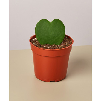 Hoya Sweetheart Live Plant, 4" Pot