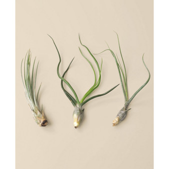Tillandsia Live Air Plants, Pack of 3
