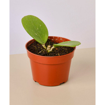 Hoya Obovata Live Plant, 4" Pot