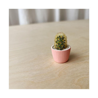 Fernando Mini Cactus Kit