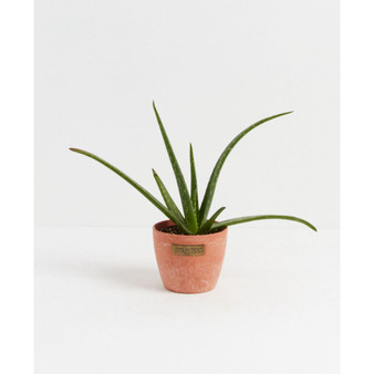 "You Had Me At" Aloe Live Plant, 4" Chai Eco Pot