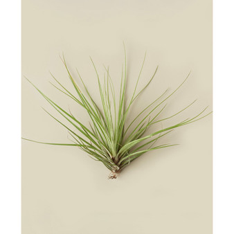 Tillandsia Floribunda Live Air Plant