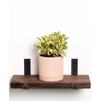 Live Peperomia Plant in Fluted Ceramic Pot, 5"