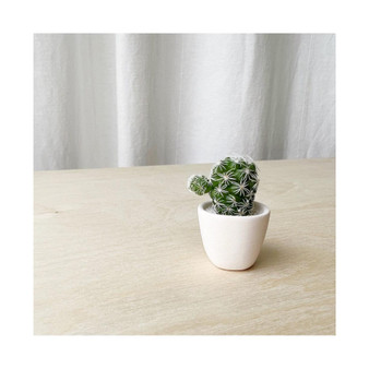 Lino Mini Cactus Kit