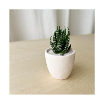 Beto Zebra Succulent Kit