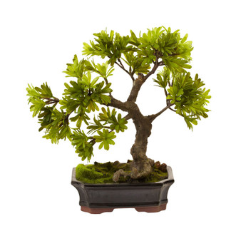 Podocarpus w/Mossed Bonsai Planter