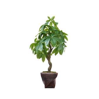 37.5" Pachira Aquat Real Touch, Indoor/Outdoor in Fiberstone Planter