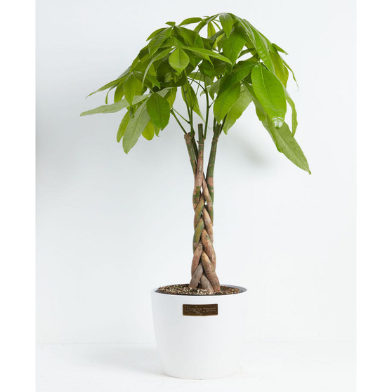 Money Tree Live Plant, 10" Coco Eco Pot