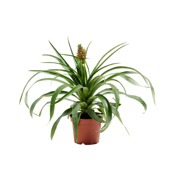 Pineapple Plant with Fruit Live Plant, 4 in Grower Pot