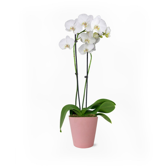Paris in Pink Live Plant