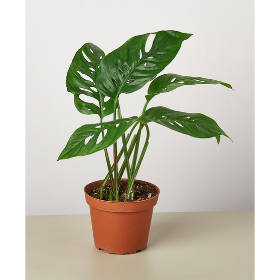 Monstera Adansonii "Swiss Cheese" Live Plant, 4" Pot