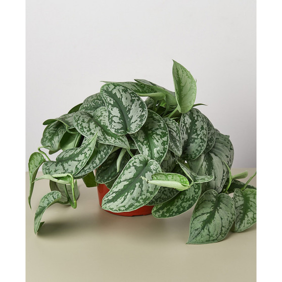 Pothos 'Silver Splash' Live Plant, 6" Pot