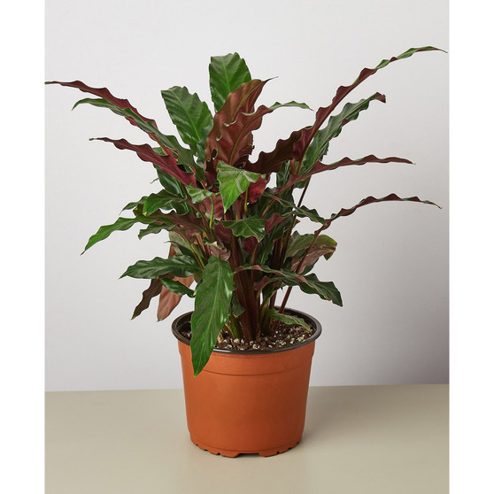 Calathea Rufibarba 'Furry Feather' Live Plant, 6" Pot