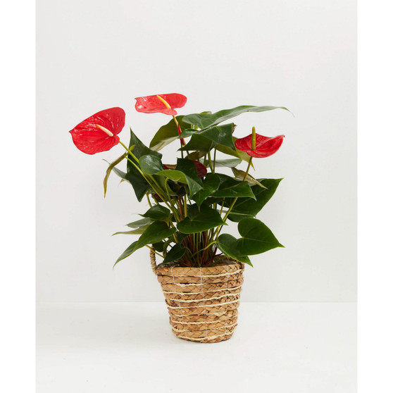 Flamingo Flower Live Plant, 6" Basket