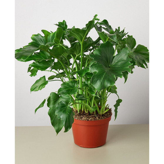 Philodendron 'Little Hope' Live Plant, 6" Pot