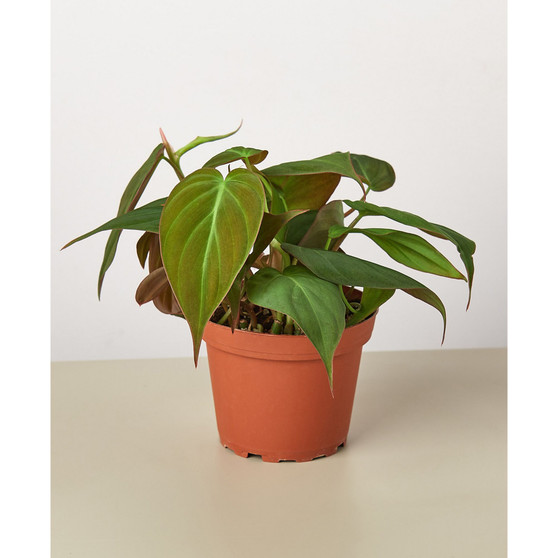 Philodendron 'Velvet' Live Plant, 4" Pot