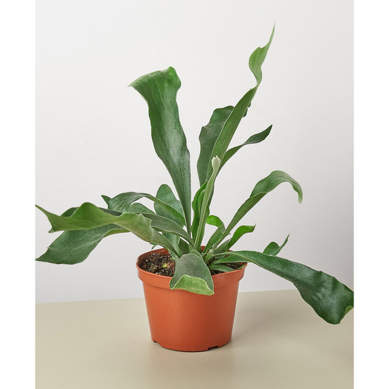 Staghorn Fern Live Plant, 6" Pot