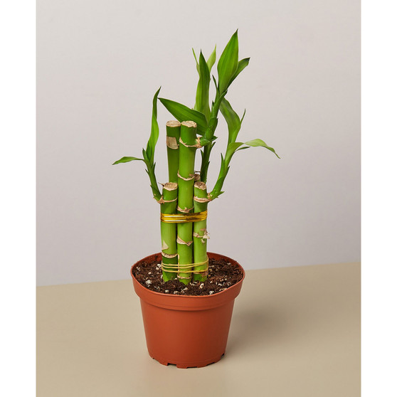 Dracaena 'Lucky Bamboo' Live Plant, 4" Pot