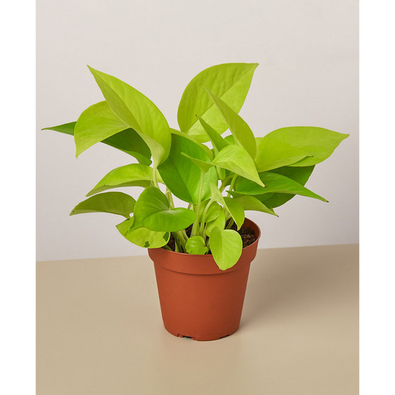 Pothos 'Neon' Live Plant, 4" Pot