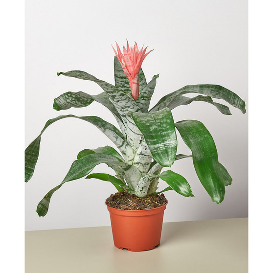 Bromeliad 'Silvervase' Live Plant, 6" Pot