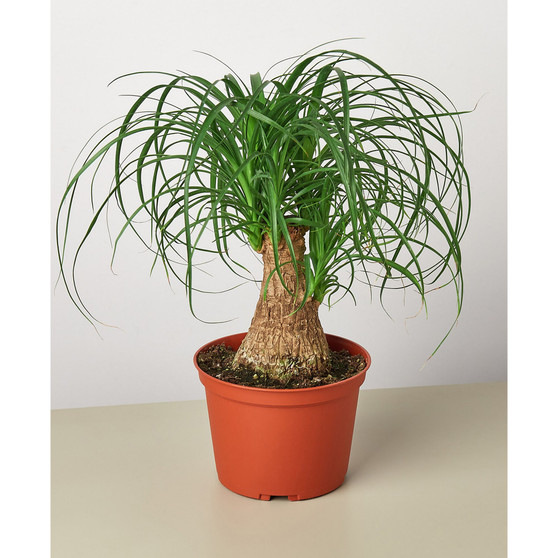 Palm 'Ponytail' Live Plant, 6" Pot