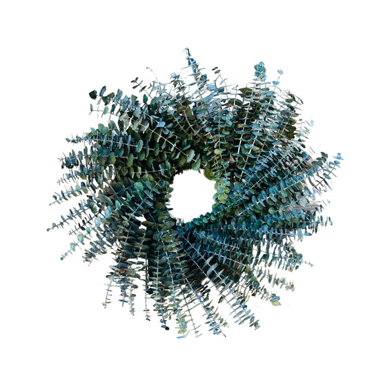 Baby Blue Eucalytpus Real Preserved Wreath, 24"
