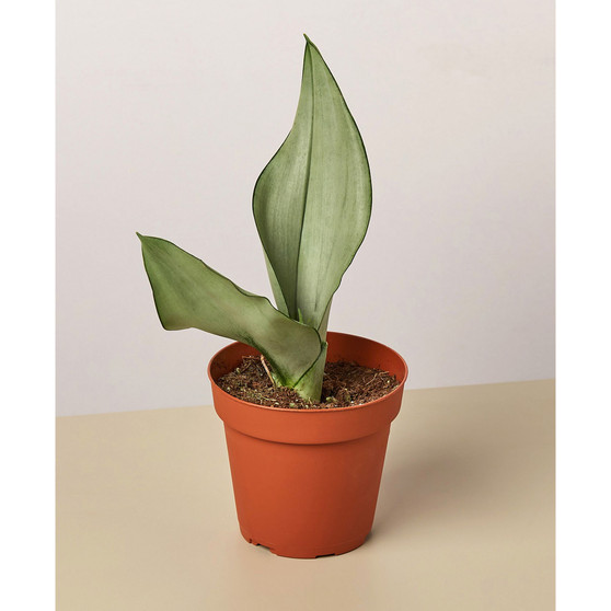 Snake Plant Moonshine Live Plant, 4" Pot