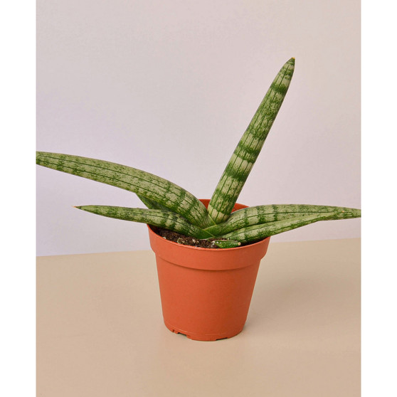 Snake Plant Starfish Live Plant, 4" Pot