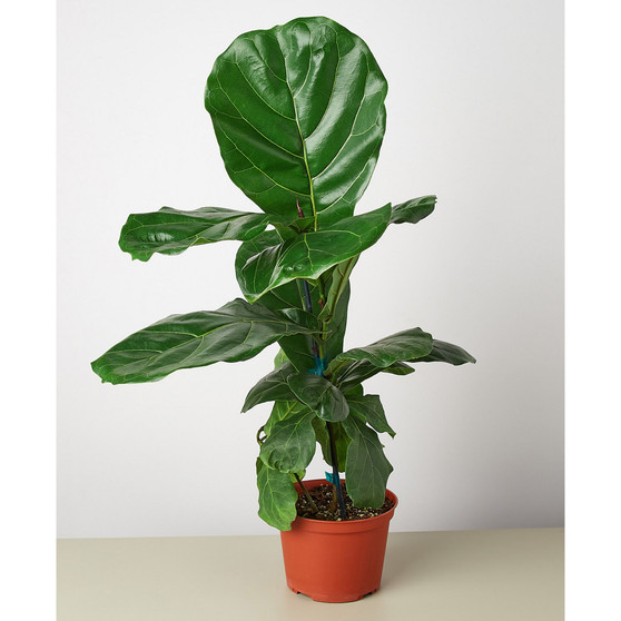 Ficus Lyrata Fiddle Leaf Fig Live Plant, 6" Pot