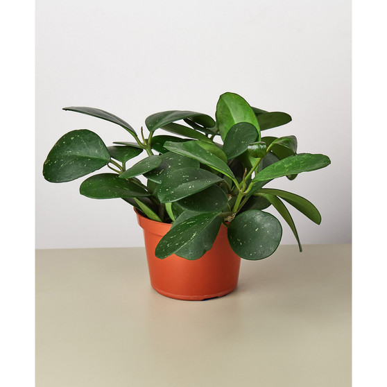 Hoya 'Obovata' Live Plant, 6" Pot