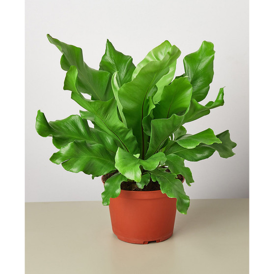 Bird's Nest 'Nidus' Fern Live Plant, 6" Pot