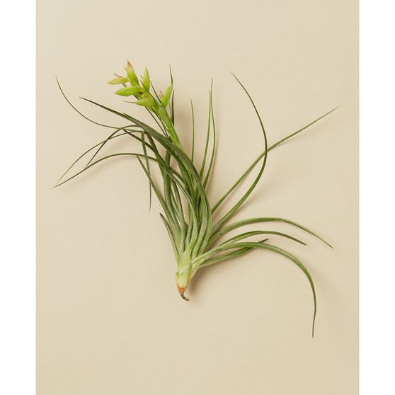 Tillandsia Stricta Live Air Plants, Pack of 3