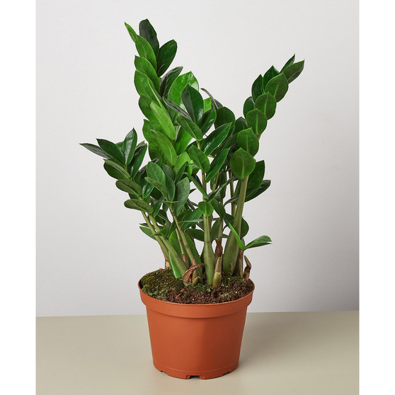 Zamioculcas Zamiifolia 'ZZ' Live Plant, 6" Pot