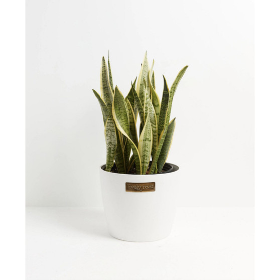 Variegated Laurentii Snake Plant Live Plant, 10" Coco Eco Pot