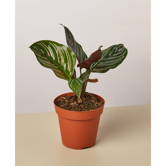Calathea 'Ornata' Live Plant, 4" Pot