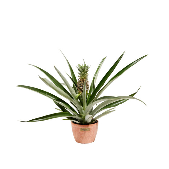 Pineapple Plant with Fruit Live Plant, 4 in Chai Pot