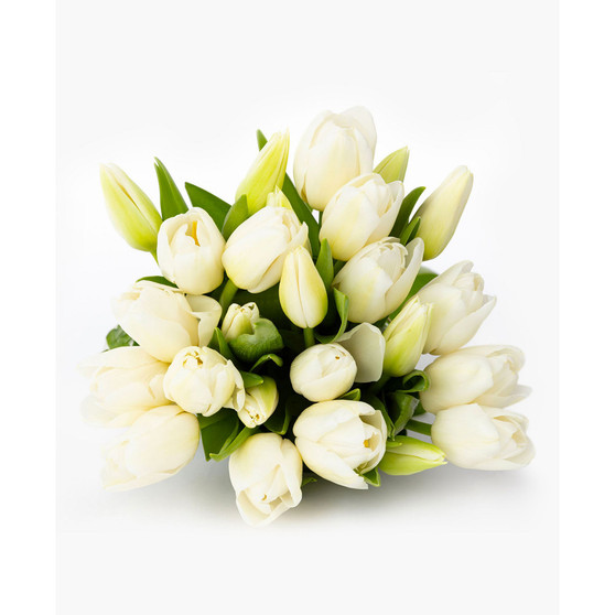 Pure White Tulips Fresh Flower Bouquet