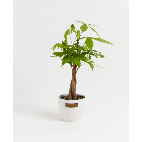 Money Tree Live Plant, 4" Coco Eco Pot