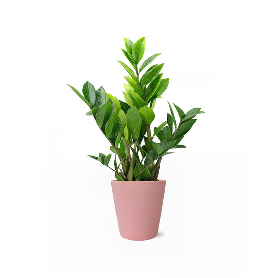 Star Crossed Live Plants