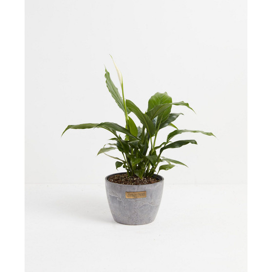Peace Lily Live Plant, 6" Earl Gray Eco Pot