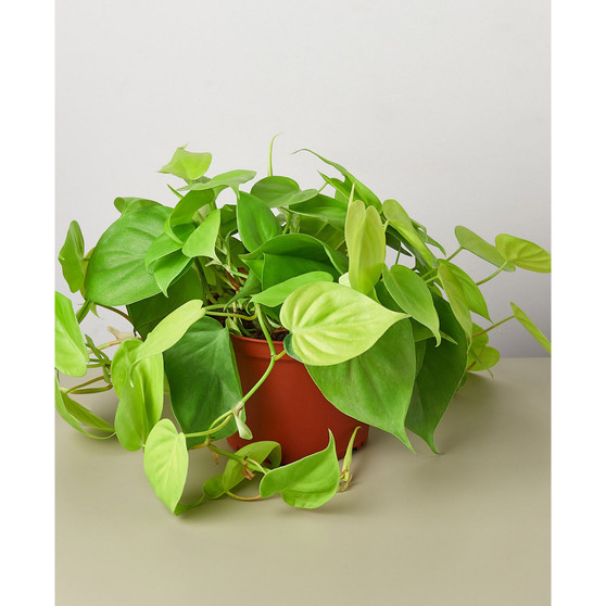 Philodendron 'Neon' Live Plant, 6" Pot