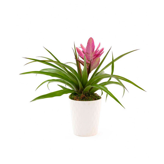 Pink Bromeliad