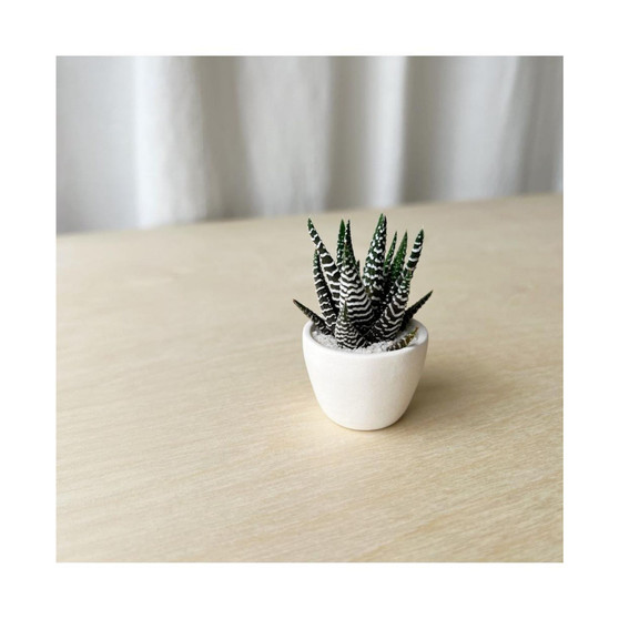 Felix Mini Succulent Kit
