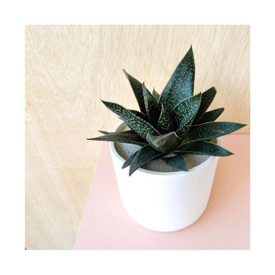 Howard Gasteraloe Hybrid Plant Kit