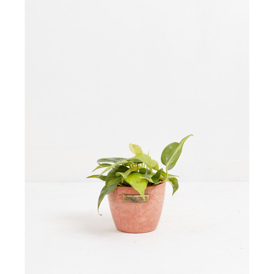 Sweetheart Vine Live Plant, 6" Chai Eco Pot