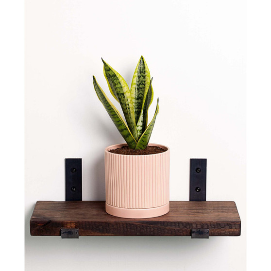Live Snake Plant in Fluted Ceramic Pot, 5"