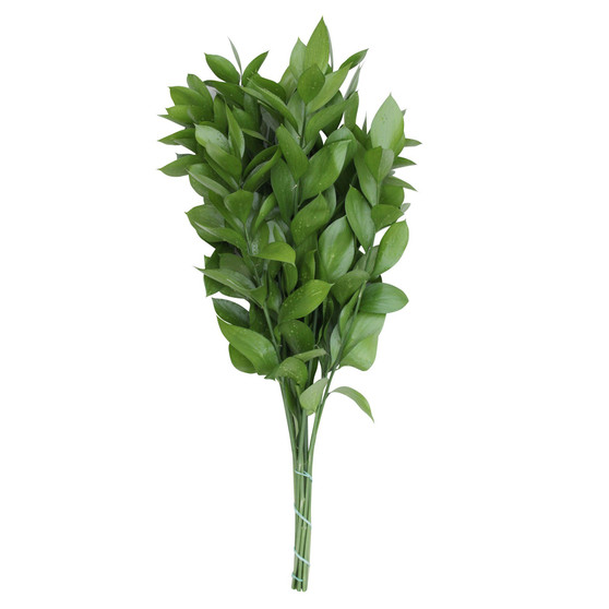 Fresh Israeli Ruscus Bundle