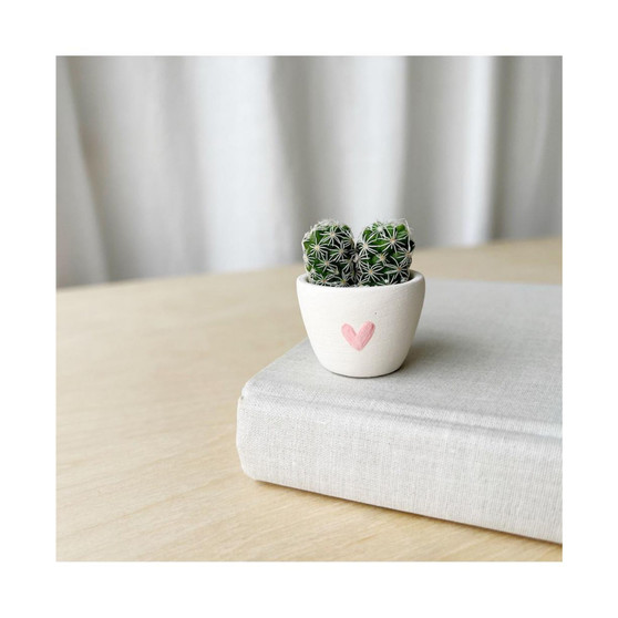 Better Together Mini Cactus Kit